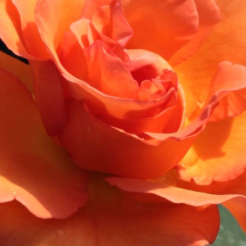 Růže eshop - Rosa  Ariel - intenzivní - Stromkové růže s květmi čajohybridů - oranžová - Bees of Chester - stromková růže s rovnými stonky v koruně - -